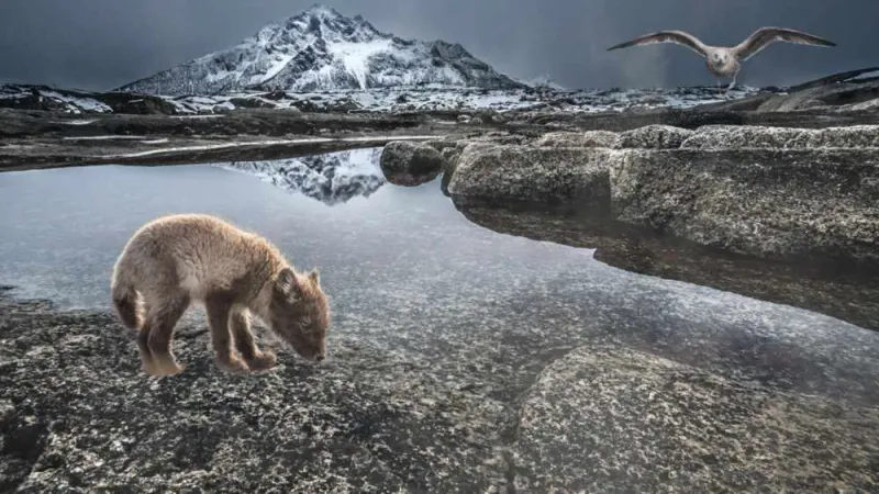 Animera era stillbilder